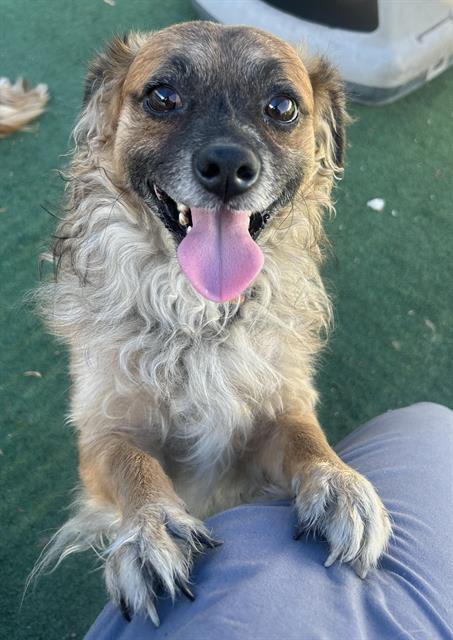 adoptable Dog in Redlands, CA named INDIO