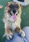 adoptable Dog in redlands, CA named INDIO