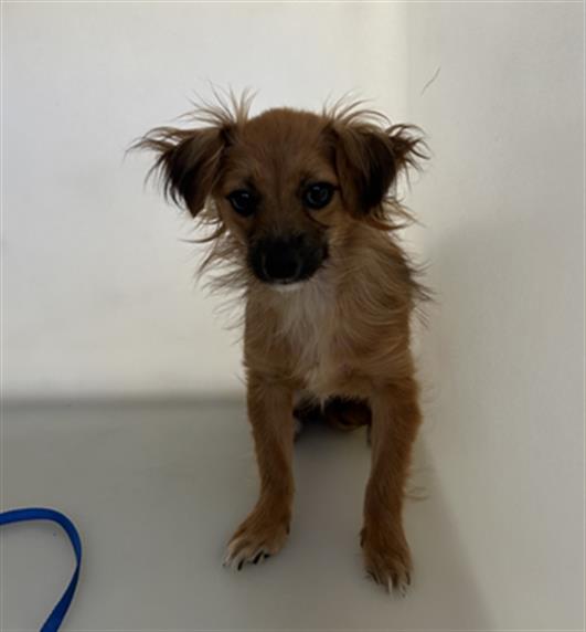 adoptable Dog in Redlands, CA named KIKI- IN FOSTER