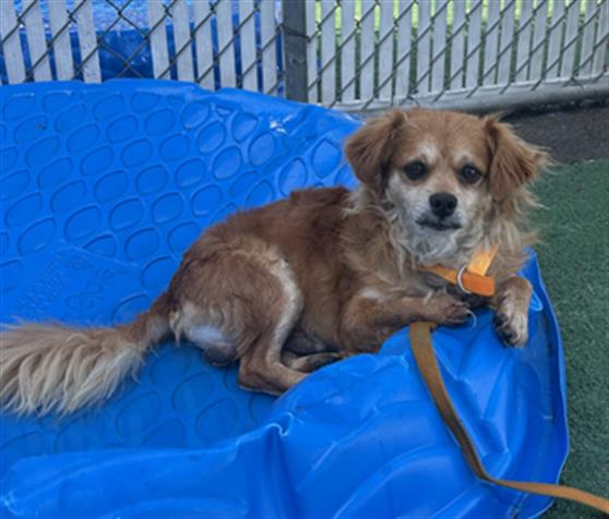 adoptable Dog in Redlands, CA named MARVIN