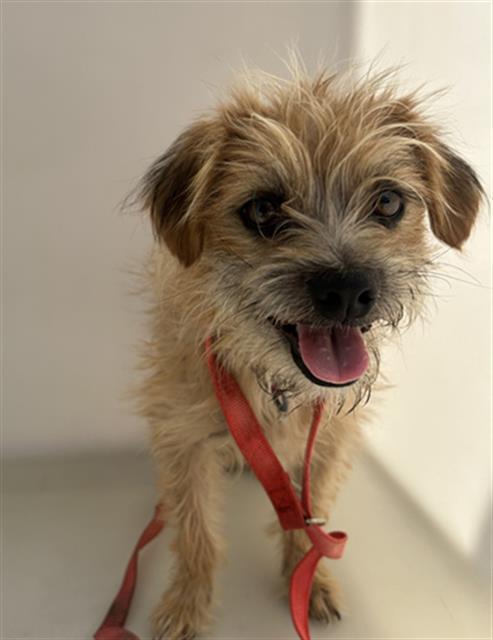 adoptable Dog in Redlands, CA named NEIL
