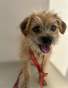 adoptable Dog in  named NEIL