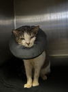 adoptable Cat in redlands, CA named ROAD RASH