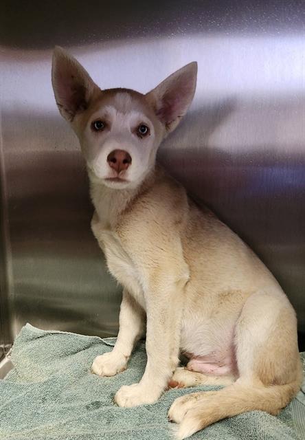 adoptable Dog in Redlands, CA named SOMMER