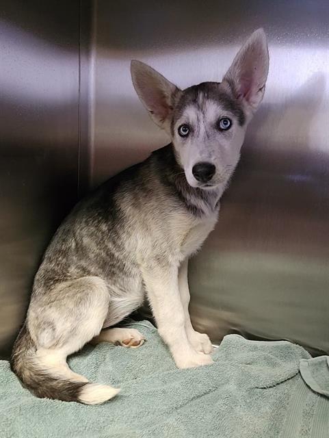adoptable Dog in Redlands, CA named NYMERIA