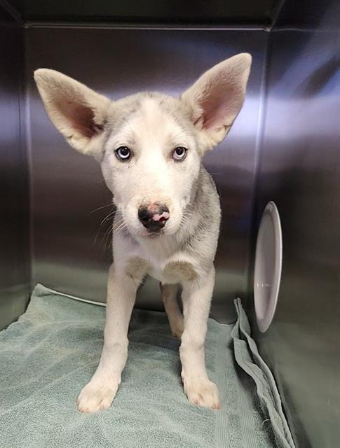 adoptable Dog in Redlands, CA named GHOST