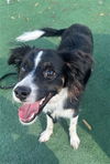 adoptable Dog in Redlands, CA named BAXTER