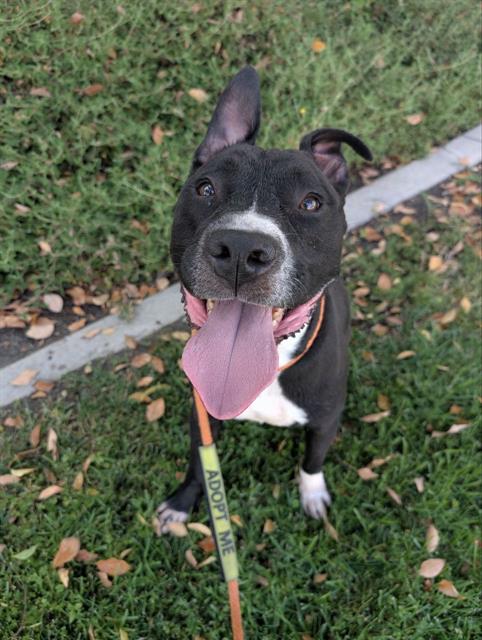 adoptable Dog in Redlands, CA named DENVER
