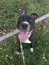 adoptable Dog in  named DENVER