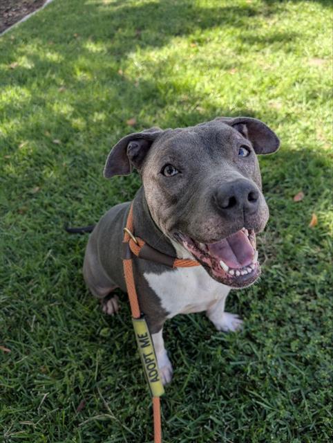 adoptable Dog in Redlands, CA named JORDIE