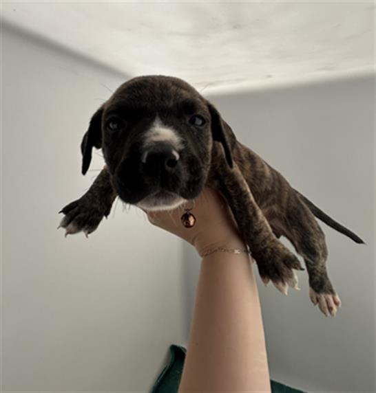 adoptable Dog in Redlands, CA named TIGER