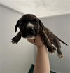 adoptable Dog in redlands, CA named TIGER