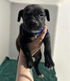 adoptable Dog in Redlands, CA named BLUE