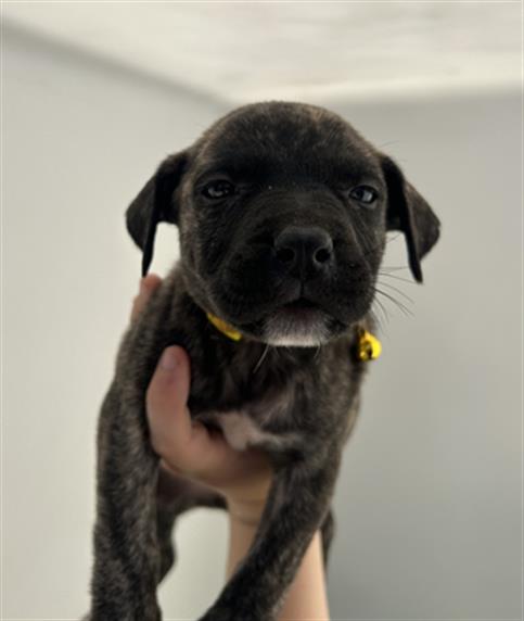 adoptable Dog in Redlands, CA named ZEBRA