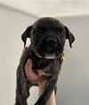 adoptable Dog in redlands, CA named ZEBRA