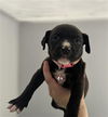 adoptable Dog in redlands, CA named THRESHER