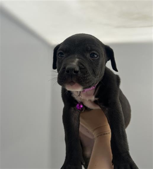 adoptable Dog in Redlands, CA named BULL