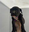 adoptable Dog in redlands, CA named BULL