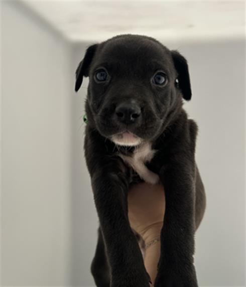 adoptable Dog in Redlands, CA named WHALE