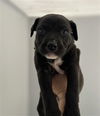 adoptable Dog in redlands, CA named WHALE