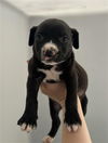 adoptable Dog in redlands, CA named SALMON