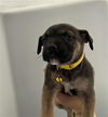 adoptable Dog in redlands, CA named LEMON