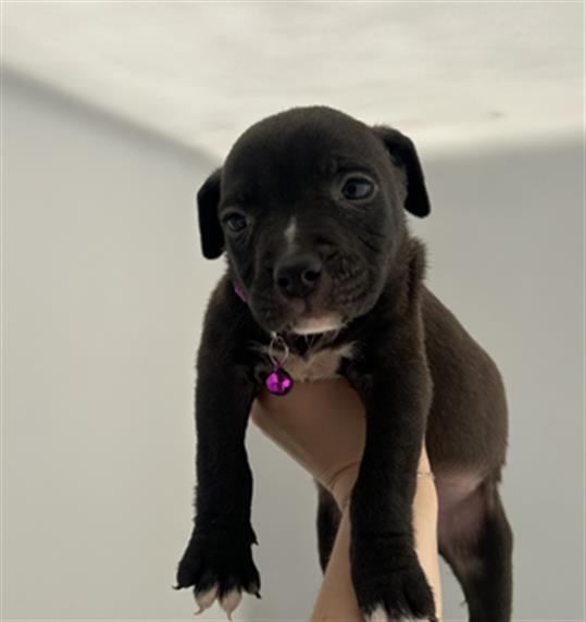 adoptable Dog in Redlands, CA named BASKING