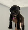 adoptable Dog in Redlands, CA named BASKING