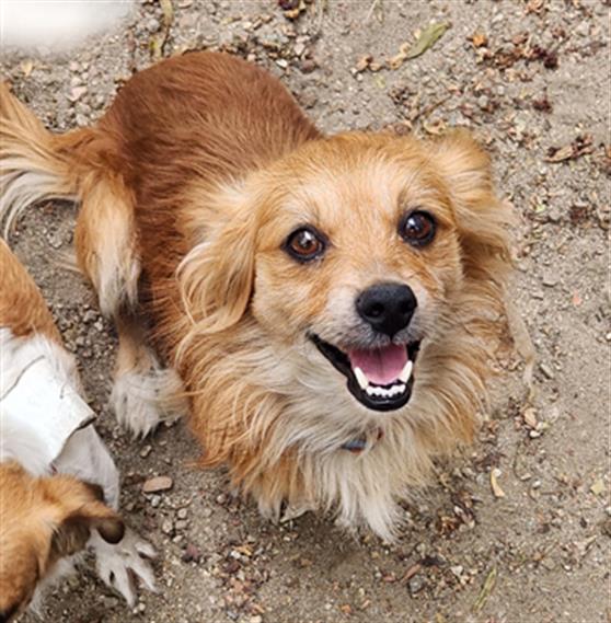 adoptable Dog in Redlands, CA named FOXTROT- IN FOSTER