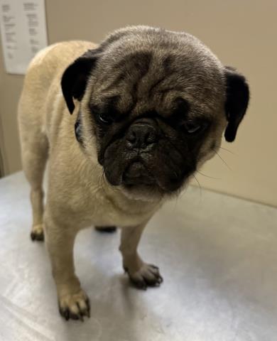 adoptable Dog in Redlands, CA named SMOOSHY