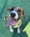 adoptable Dog in redlands, CA named CORDELIA