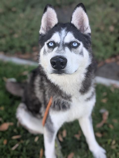 adoptable Dog in Redlands, CA named BARNABY