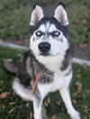 adoptable Dog in Redlands, CA named BARNABY