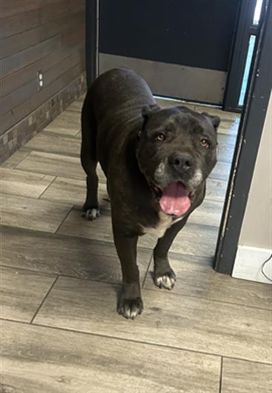 adoptable Dog in Redlands, CA named GRETA