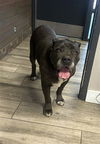 adoptable Dog in  named GRETA
