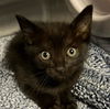 adoptable Cat in redlands, CA named GOKU