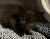 adoptable Cat in redlands, CA named GOHAN