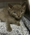 adoptable Cat in redlands, CA named VEGETA- IN FOSTER