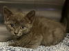 adoptable Cat in redlands, CA named BULMA - IN FOSTER