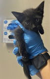 adoptable Cat in redlands, CA named CHI-CHI