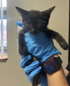 adoptable Cat in redlands, CA named TRUNKS