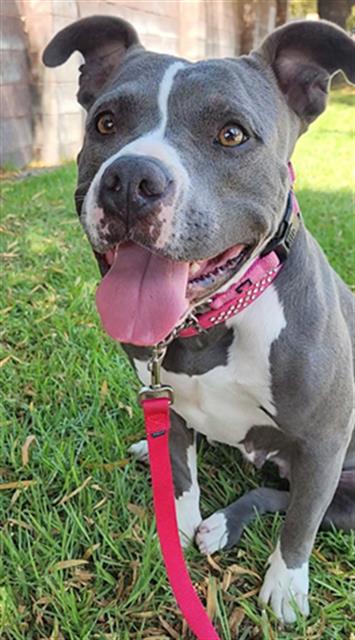 adoptable Dog in Redlands, CA named CATALINA - IN FOSTER