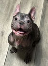adoptable Dog in  named PIGLET