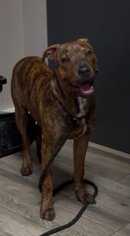 adoptable Dog in Redlands, CA named SUMATRAN