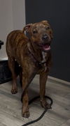 adoptable Dog in redlands, CA named SUMATRAN