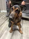 adoptable Dog in redlands, CA named ELVIS