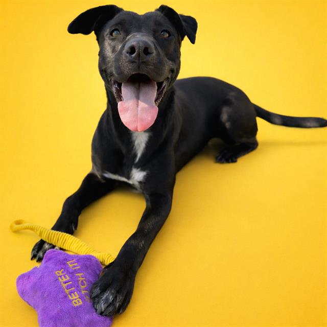Thunder - In Foster