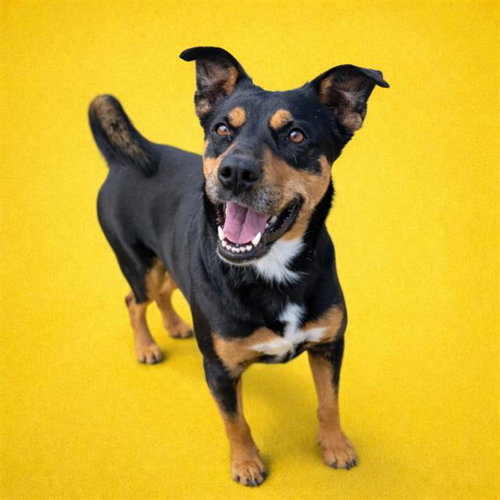 DANCER - Australian Kelpie available for adoption