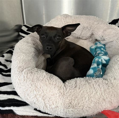 picture of the dog needing adoption