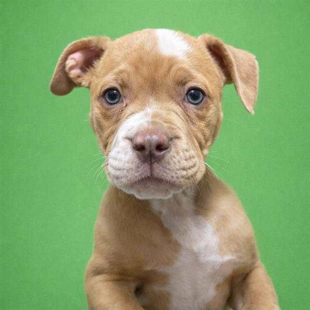 Dogue De Bordeaux